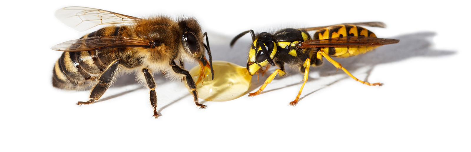Sydney Bee and wasp removal